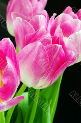 Spring pink tulips