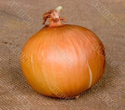 onion