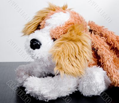 toy dog