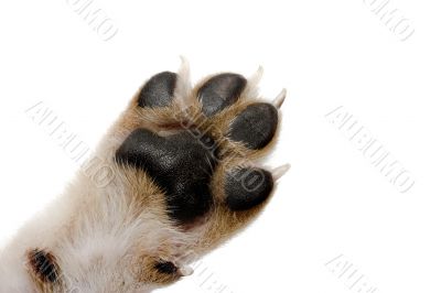 Paw