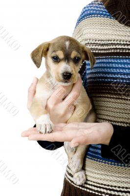 Cute Puppy