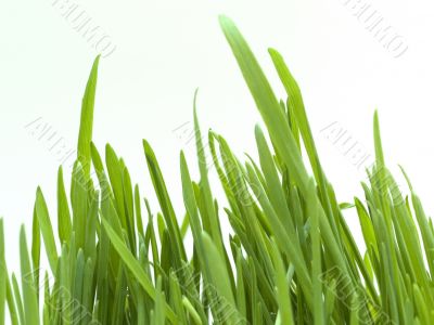 Grass