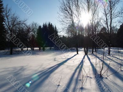 winter sun through trees