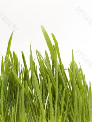 Grass