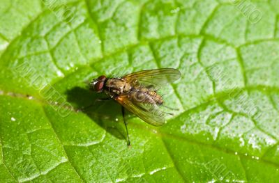 Fly on the leaf