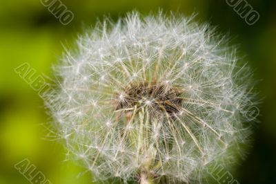 Dandelion with seeds