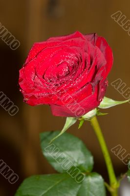 Red rose