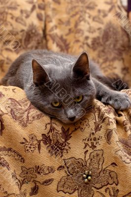 lying grey cat