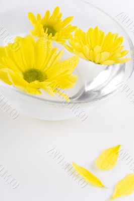 yellow flowers