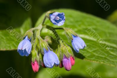 Many-colored lungwort