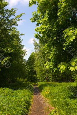 Summer forest