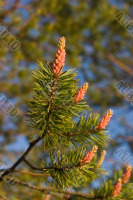 Pine branch