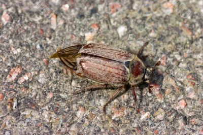 Cockchafer