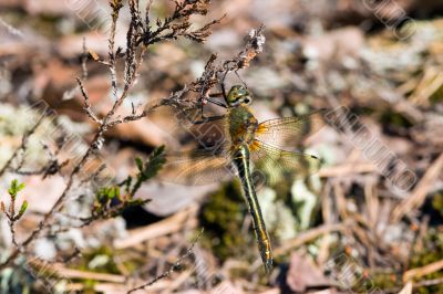 Early dragonfly
