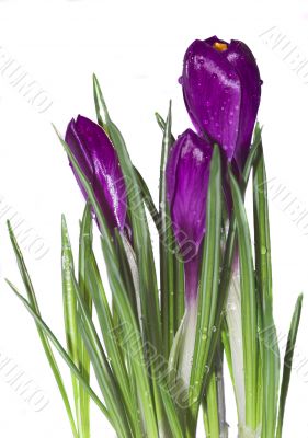 crocus