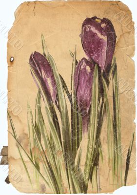 crocus