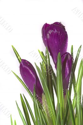 crocus