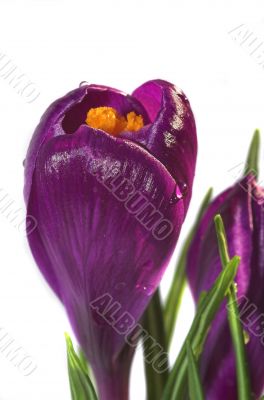 crocus