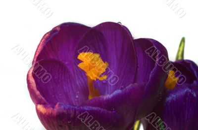 crocus