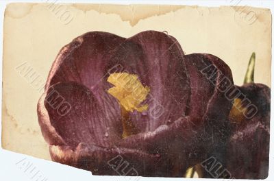 crocus