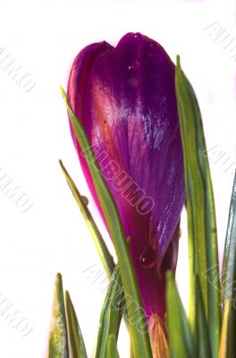 crocus