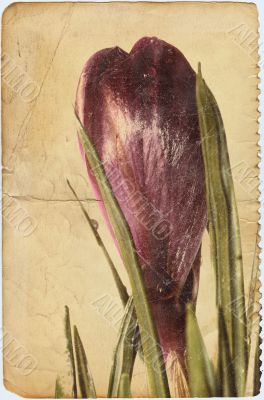 crocus