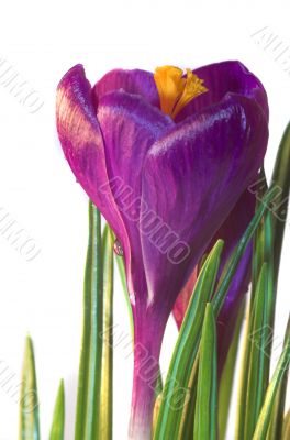 crocus