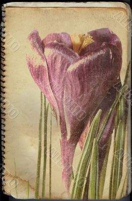 crocus