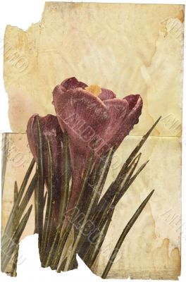 crocus