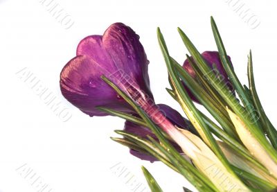 crocus