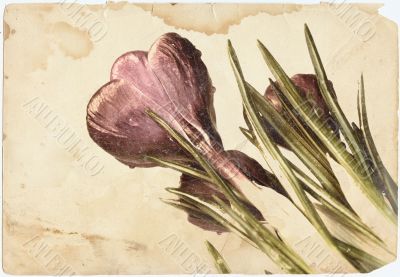 crocus