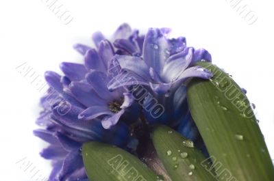 hyacinth
