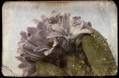 hyacinth