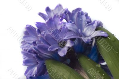hyacinth