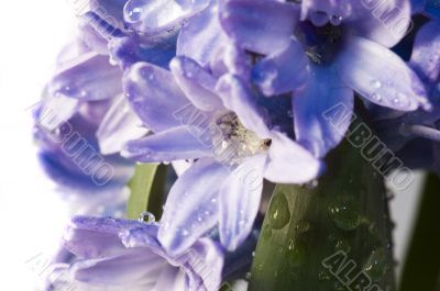 hyacinth