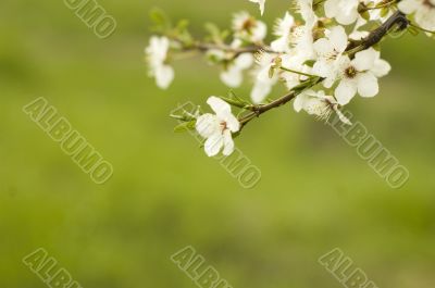 apple blossom