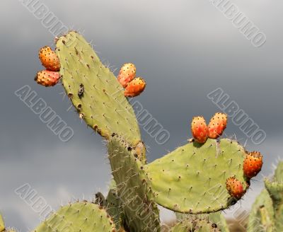 Fruits of tzabar cactus
