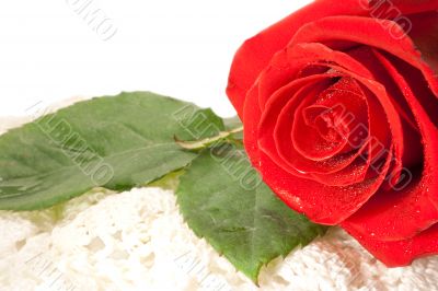 rose on a white background