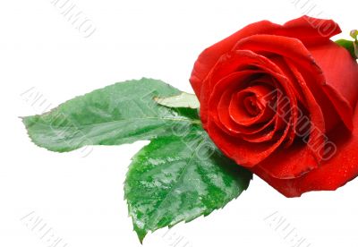 rose on a white background