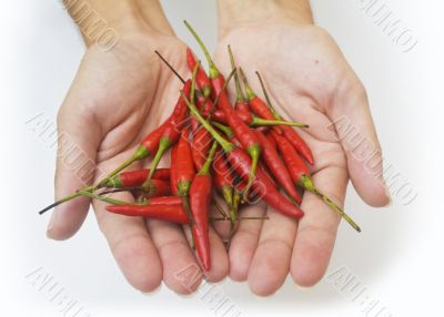 Hands with peppers