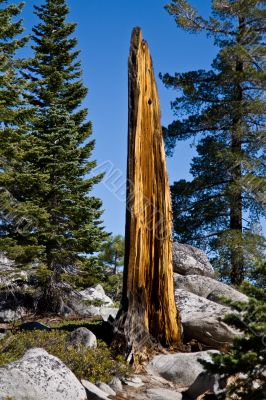 Dead tree in forest