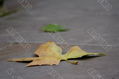 Fall leaf