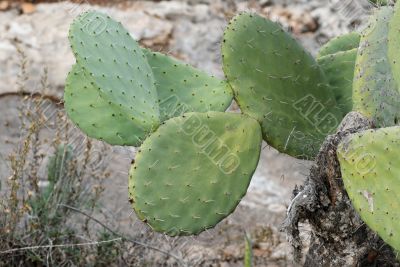 Zabar cactus, or prickly pear