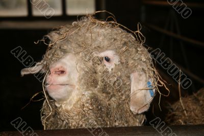 Devon Longwool sheep