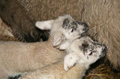 Twin lambs feeding