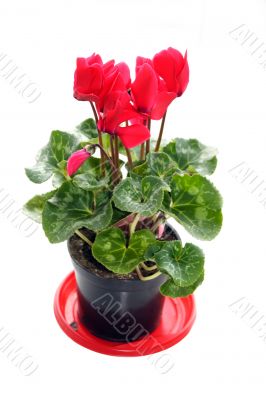 cyclamen