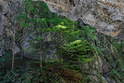 Pine trees on rocks in Alpine canyon