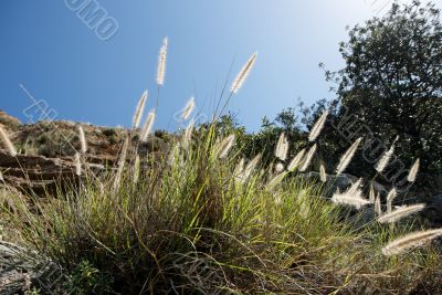 Wild-growing cereals