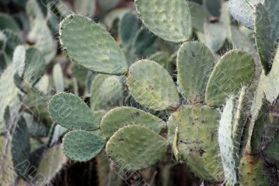 Tzabar cactus, or prickly pear