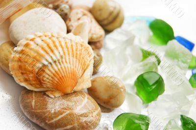 Sea shells collection